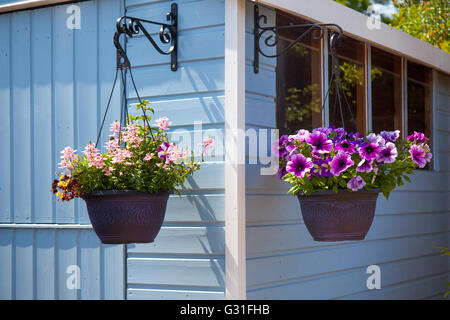 Graden Schuppen im Sommer Wetter, Blumen, hängende Körbe und Pulver blau lackiert Holzschuppen, in Southport Garten Center, Lancashire, Großbritannien Stockfoto