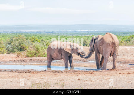 Interaktion zwischen zwei jungen männlichen afrikanischen Elefanten, Loxodonta africana Stockfoto