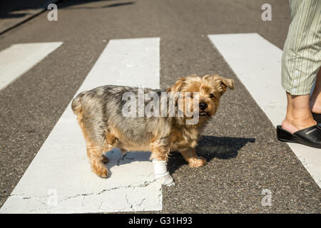 Weißenburg, Frankreich, Hunde und Menschen zu einem Zebrastreifen überqueren Stockfoto