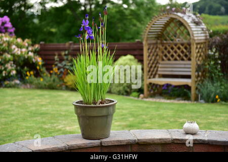 Blue Iris Pflanzen in einem Topf draußen im Garten. Stockfoto