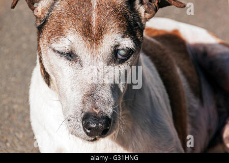 Alte reinrassige Blind jack Russell Hund mit grauem Star in Augen Stockfoto