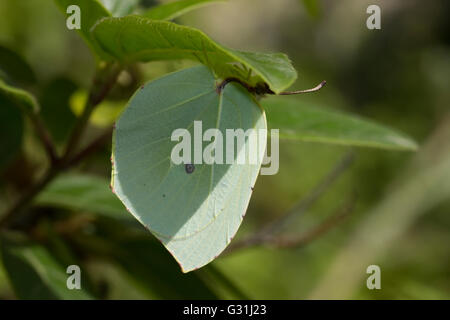 Camouglaged SP. Gonepteryx Cleopatra (Pieridae Familie) Schmetterling unter einem grünen Blatt hängen. Lemnos Insel, Griechenland. Stockfoto