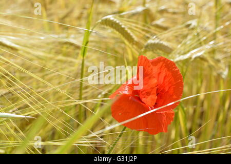 einem einsamen Feld Mohn an ein Gerstenfeld Stockfoto