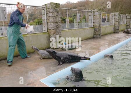 Fisch mit Medikamenten zu bestimmten grau gefüttert versiegeln Welpen (Halichoerus Grypus) in einem Pool Rekonvaleszenz, Cornish Seal Sanctuary. Stockfoto