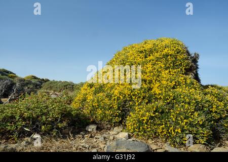 Büschel von niedrig wachsenden Ginster (Genista Acanthoclada) mit stacheligen Blättern unter Garrigue / Phrygana Buschland, Lasithi, Kreta, Griechenland Stockfoto