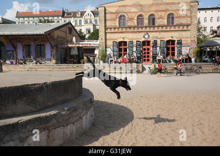 Berlin, Deutschland, Hund im Görlitzer Park in Kreuzberg Stockfoto