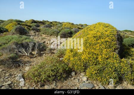 Garrigue / Phrygana Buschland dominiert Klumpen von niedrig wachsenden Ginster (Genista Acanthoclada) in voller Blüte, Lassithi, Crete Stockfoto