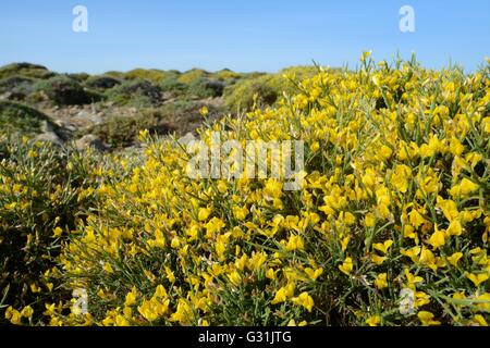 Büschel von niedrig wachsenden Ginster (Genista Acanthoclada) mit stacheligen Blättern unter Garrigue / Phrygana Buschland, Lasithi, Kreta, Griechenland Stockfoto