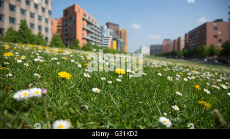 Berlin, Deutschland, Blumenwiese in Tilla Durieux-Park Stockfoto