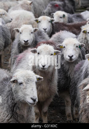 Herdwick Schafe versammelten sich auf dem Hof Stockfoto