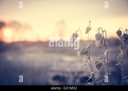 Malerische Landschaft in sanften Tönen mit Blume auf Vordergrund im ländlichen Bereich bei Sonnenaufgang mit Textfreiraum Stockfoto