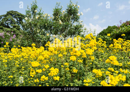 Bunte Blumen in einem englischen park Stockfoto