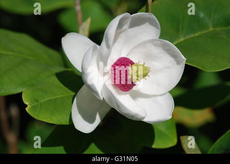 Magnolia Blumen in Nahaufnahme Stockfoto