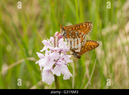 Marsh Fritillary Butterfly UK Paarung. Stockfoto