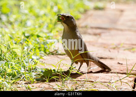 Asunción, Paraguay. 5 Jun, 2016. Gräulich saltator (Saltator coerulescens) Samen - Essen songbird Feeds eine tropische mexikanische Klee (richardia brasiliensis) Blatt auf dem Boden, während der sonnigen Tag in Asunción, Paraguay. Credit: Andre M. Chang/ARDUOPRESS/Alamy leben Nachrichten Stockfoto