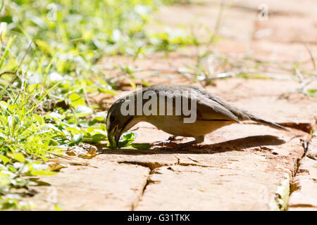 Asunción, Paraguay. 5 Jun, 2016. Gräulich saltator (Saltator coerulescens) Samen - Essen songbird Feeds eine tropische mexikanische Klee (richardia brasiliensis) Blatt auf dem Boden, während der sonnigen Tag in Asunción, Paraguay. Credit: Andre M. Chang/ARDUOPRESS/Alamy leben Nachrichten Stockfoto