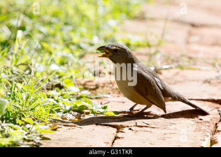 Asunción, Paraguay. 5 Jun, 2016. Gräulich saltator (Saltator coerulescens) Samen - Essen songbird Feeds eine tropische mexikanische Klee (richardia brasiliensis) Blatt auf dem Boden, während der sonnigen Tag in Asunción, Paraguay. Credit: Andre M. Chang/ARDUOPRESS/Alamy leben Nachrichten Stockfoto