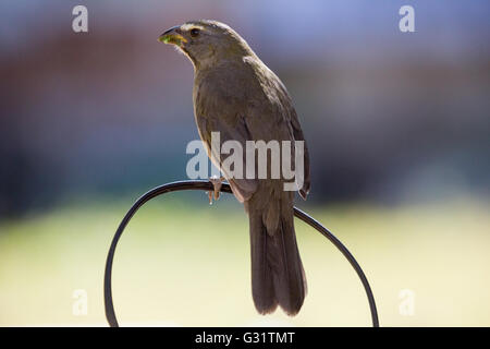 Asunción, Paraguay. 5 Jun, 2016. Gräulich saltator (Saltator coerulescens) Samen - Essen songbird Sitzstangen auf Draht, während Feeds eine tropische mexikanische Klee (richardia brasiliensis) Blatt, während der sonnigen Tag in Asuncion, Paraguay gesehen wird. Credit: Andre M. Chang/ARDUOPRESS/Alamy leben Nachrichten Stockfoto