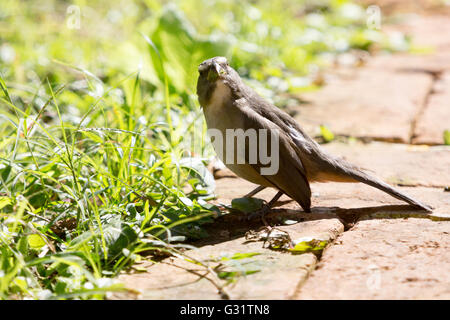 Asunción, Paraguay. 5 Jun, 2016. Gräulich saltator (Saltator coerulescens) Samen - Essen songbird Feeds eine tropische mexikanische Klee (richardia brasiliensis) Blatt auf dem Boden, während der sonnigen Tag in Asunción, Paraguay. Credit: Andre M. Chang/ARDUOPRESS/Alamy leben Nachrichten Stockfoto