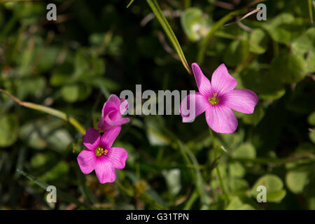 Asuncion, Paraguay. 5th Juni 2016. Eine blühende rosa Waldsorrel (Gattung Oxalis) Blume wird an sonnigen Tagen in Asuncion, Paraguay gesehen. Quelle: Andre M. Chang/Alamy Live News Stockfoto