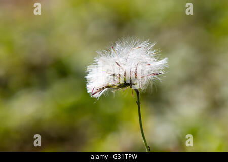 Asuncion, Paraguay. Juni 2016. Chaptalia Nutans Blume, wird während des sonnigen Tages in Asuncion, Paraguay gesehen. Quelle: Andre M. Chang/Alamy Live News Stockfoto