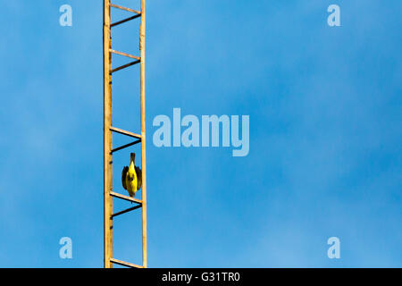 Asuncion, Paraguay. Juni 2016. Der große Kiskadee (Pitangus sulfonatus), der hinter dem Antennenturm hinunterfliegt, wird an sonnigen Tagen in Asuncion, Paraguay, gesehen. Anm.: Andre M. Chang/Alamy Live News Stockfoto