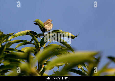 Asuncion, Paraguay. 5. Juni 2016. Ein weiblicher Safran Finch (Sicalis Flaveola) Vogel sitzt auf einem Mango-Frucht-Ast, sieht man an sonnigen Tag in Asuncion, Paraguay. Bildnachweis: Andre M. Chang/ARDUOPRESS/Alamy Live-Nachrichten Stockfoto