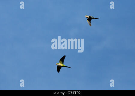 Asuncion, Paraguay. Juni 2016. Zwei Mönchsittiche (Myiopsitta monachus), auch bekannt als quäker-Papageien, fliegen unter blauem Himmel, werden an sonnigen Tagen in Asuncion, Paraguay, gesehen. Anm.: Andre M. Chang/Alamy Live News Stockfoto