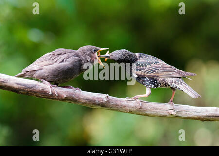 6. Juni 2016. Ein erwachsener Star (Sturnus vulgaris) Feeds ein Jugendlicher ein Schluck Mehlwürmer in einem Garten in East Sussex, UK Credit: Ed Brown/Alamy leben Nachrichten Stockfoto