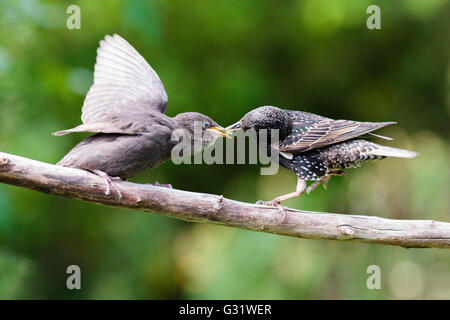 6. Juni 2016. Ein erwachsener Star (Sturnus vulgaris) Feeds ein Jugendlicher ein Schluck Mehlwürmer in einem Garten in East Sussex, UK Credit: Ed Brown/Alamy leben Nachrichten Stockfoto