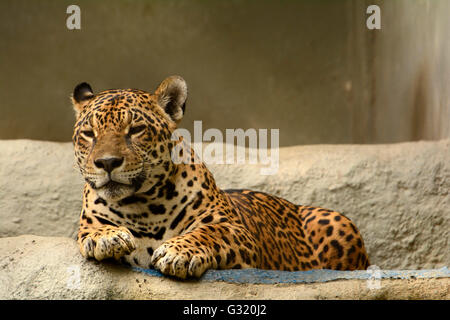 Jaguar (Panthera onca) ist der größte Vertreter der Katzenfamilie in Südamerika Stockfoto