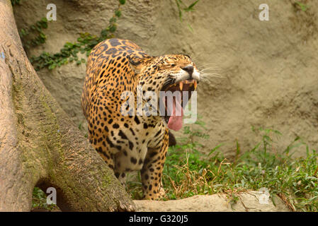 Jaguar (Panthera onca) ist der größte Vertreter der Katzenfamilie in Südamerika Stockfoto