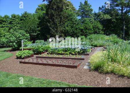 Washington DC, USA. 6. Juni 2016. Dies ist das Weiße Haus Gemüsegarten, die im Weißen Haus verwendet wird, während Extras zu lokalen Tafeln gespendet werden.  Bildnachweis: Patsy Lynch/Alamy Live-Nachrichten Stockfoto