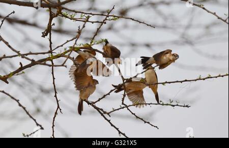 Jaipur, Indien. 6. Juni 2016. Eine Herde von Ashy Prinia sitzen auf einem dürren Ast des Baumes im Jhalana Nature Park in Jaipur, Rajasthan. Jhalana Wald oder Jhalana Nature Park verteilt über 33 sq km östlich von Jaipur. Touristen kommen nach Jaipur haben nun mehr zu freuen uns neben Festungen und Palästen. Für Wildtiere Liebhaber Jhalana Wald ist die beste Option zu sehen, Leoparden, Blue Bulls, Langoors, Makaken gesichtet, Hirsche, Waran, Pfauen, Eisvogel und viele weitere Vögel und Tiere. Bildnachweis: Vishal Bhatnagar/Pacific Press/Alamy Live-Nachrichten Stockfoto