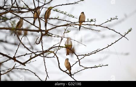 Jaipur, Indien. 6. Juni 2016. Eine Herde von Ashy Prinia Vögel sitzen auf einem dürren Ast des Baumes im Jhalana Nature Park in Jaipur, Rajasthan. Jhalana Wald oder Jhalana Nature Park verteilt über 33 sq km östlich von Jaipur. Touristen kommen nach Jaipur haben nun mehr zu freuen uns neben Festungen und Palästen. Für Wildtiere Liebhaber Jhalana Wald ist die beste Option zu sehen, Leoparden, Blue Bulls, Langoors, Makaken gesichtet, Hirsche, Waran, Pfauen, Eisvogel und viele weitere Vögel und Tiere. Bildnachweis: Vishal Bhatnagar/Pacific Press/Alamy Live-Nachrichten Stockfoto