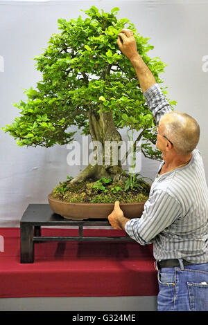 juniperus bonsai Gorgeous Juniper Bonsai