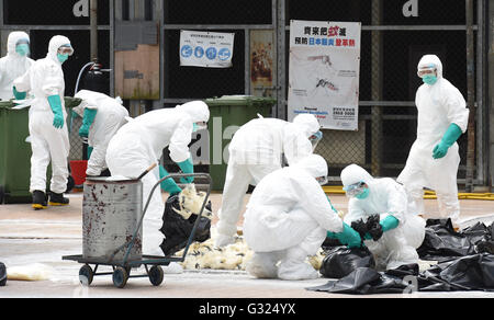 Hong Kong, China. 7. Juni 2016. Mitarbeiter von Landwirtschaft, Fischerei und Conservation Department (AFCD) der Regierung von Hong Kong spezielle Administrative Region (SAR) Keulen Geflügel auf einem Geflügel-Großmarkt in Hongkong, Südchina, 7. Juni 2016. Die Hong Kong spezielle Administrative Region (SAR)-Regierung beschlossen am Sonntag, lebendem Geflügel Handel auszusetzen, nachdem H7N9 Vogelgrippe vom Ort-Kontrolle bei einem örtlichen Straßenmarkt erkannt wurde. Bildnachweis: Lui Siu Wai/Xinhua/Alamy Live-Nachrichten Stockfoto