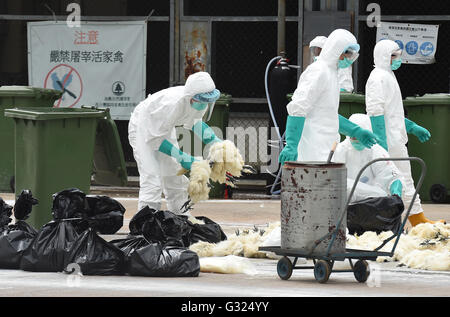 Hong Kong, China. 7. Juni 2016. Mitarbeiter von Landwirtschaft, Fischerei und Conservation Department (AFCD) der Regierung von Hong Kong spezielle Administrative Region (SAR) Keulen Geflügel auf einem Geflügel-Großmarkt in Hongkong, Südchina, 7. Juni 2016. Die Hong Kong spezielle Administrative Region (SAR)-Regierung beschlossen am Sonntag, lebendem Geflügel Handel auszusetzen, nachdem H7N9 Vogelgrippe vom Ort-Kontrolle bei einem örtlichen Straßenmarkt erkannt wurde. Bildnachweis: Lui Siu Wai/Xinhua/Alamy Live-Nachrichten Stockfoto