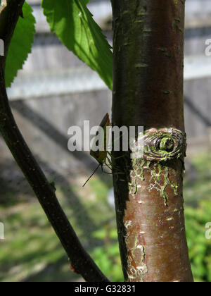 Weibliche Weißdorn Schild Bug (Acanthosoma Haemorrhoidale) Verkostung die Rinde von einem unreifen verdrehte Birke (Betula Pendel) Stockfoto