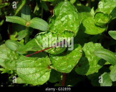 Männliche große rote Damselfly (Pyrrhosoma Nymphula) auf einem Blatt Mimulus in Sonne Stockfoto