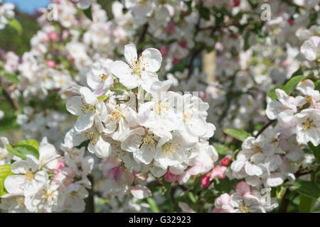 Blüte auf Malus evereste Stockfoto