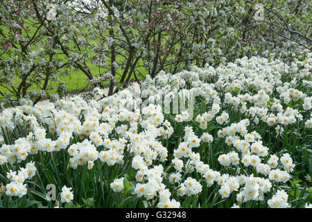 Narcissus 'Winston Churchill' und Malus 'Evereste' Stockfoto