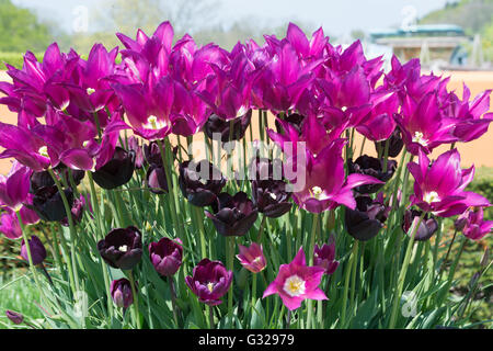 Tulpen "Lila Traum" und "Paul Scherer" Stockfoto