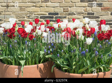 Tulpen und Traubenhyazinthen in Töpfen Stockfoto