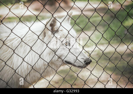 Weißer Wolf in einem Käfig starrte auf Freiheit. Stockfoto