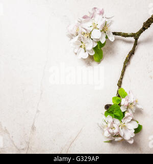 Apple-Blumen auf Stein Hintergrund. Blühender Zweig im Frühling. Ansicht von oben flach legen Stockfoto