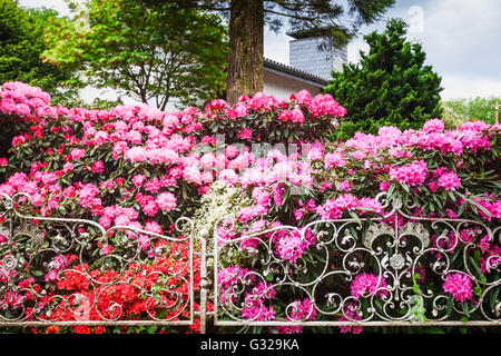 Blühende Rhododendren mit rosa Blumen hinter Zaun im Frühlingsgarten. Frühling-Hintergrund. Vordergrund im Fokus Stockfoto