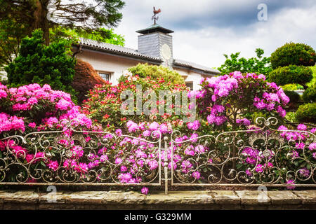 Blühende Rhododendren mit rosa Blumen hinter Zaun im Frühlingsgarten. Frühling-Hintergrund. Vordergrund im Fokus Stockfoto