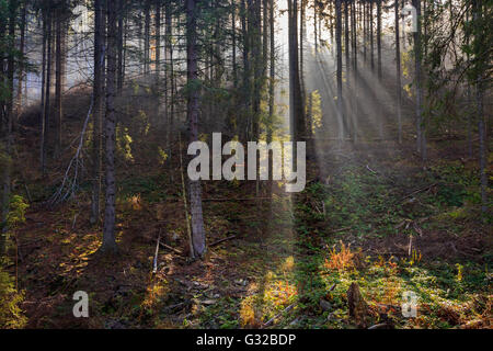 Scenery of the misty coniferous forest at the end of autumn. Stockfoto
