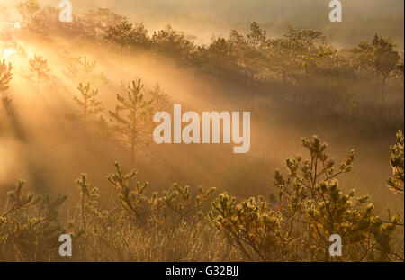 Nebliger Morgen Sonnenstrahlen im Wald zwischen den Bäumen Stockfoto